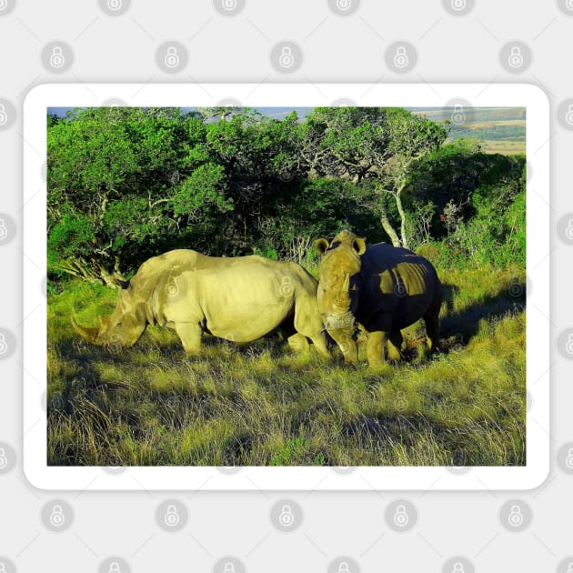 African Wildlife Photography Rhinoceros Couple Magnet by PathblazerStudios